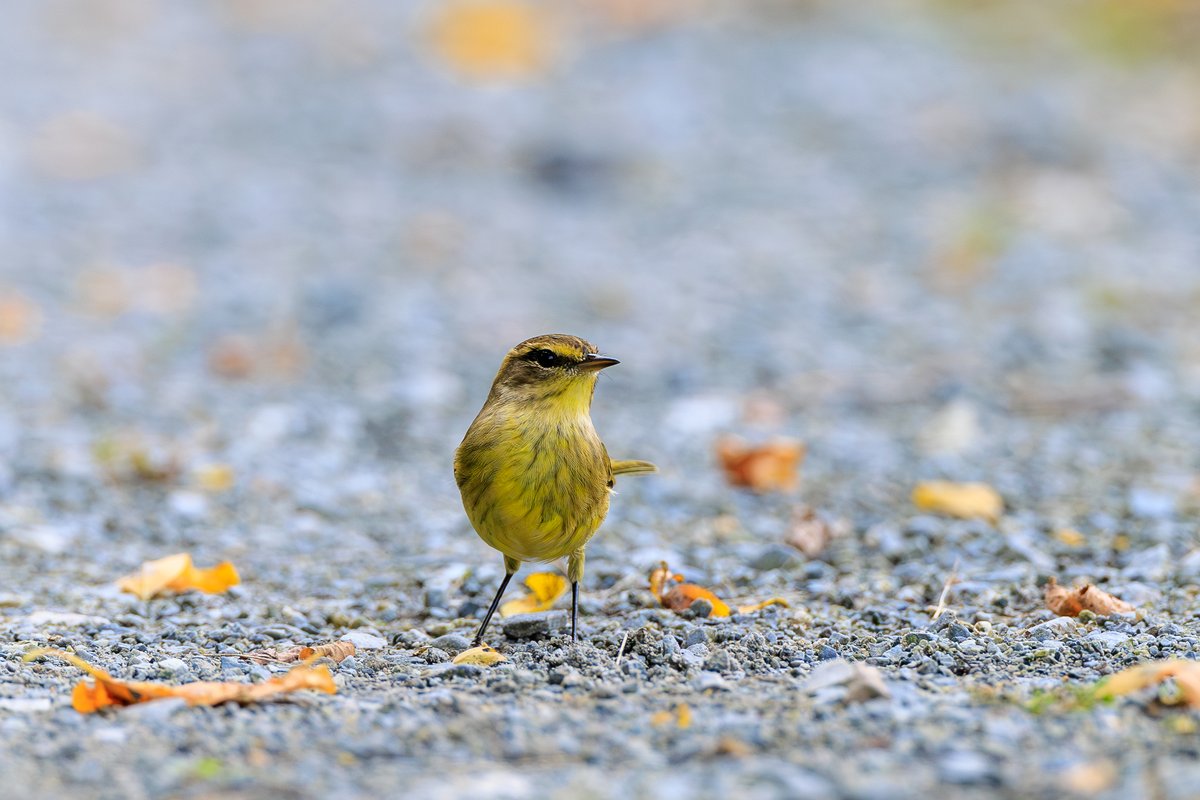 Palm Warbler