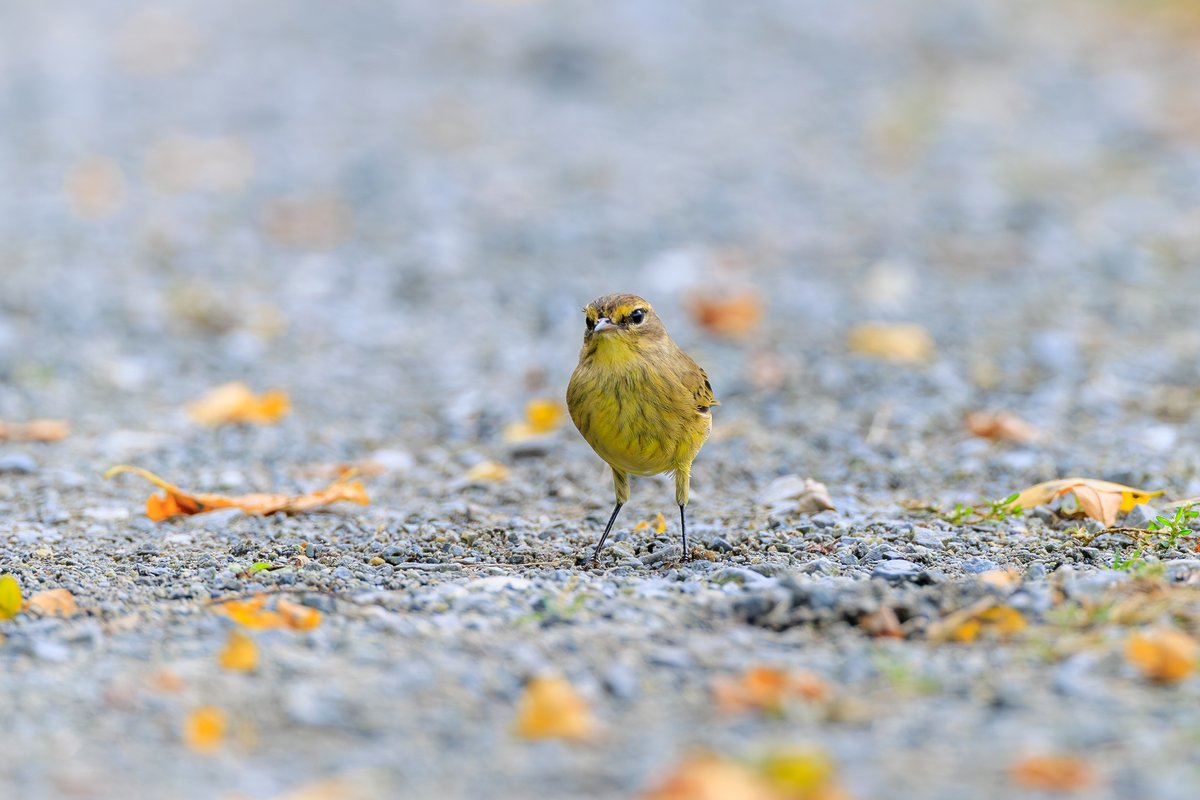 Palm Warbler