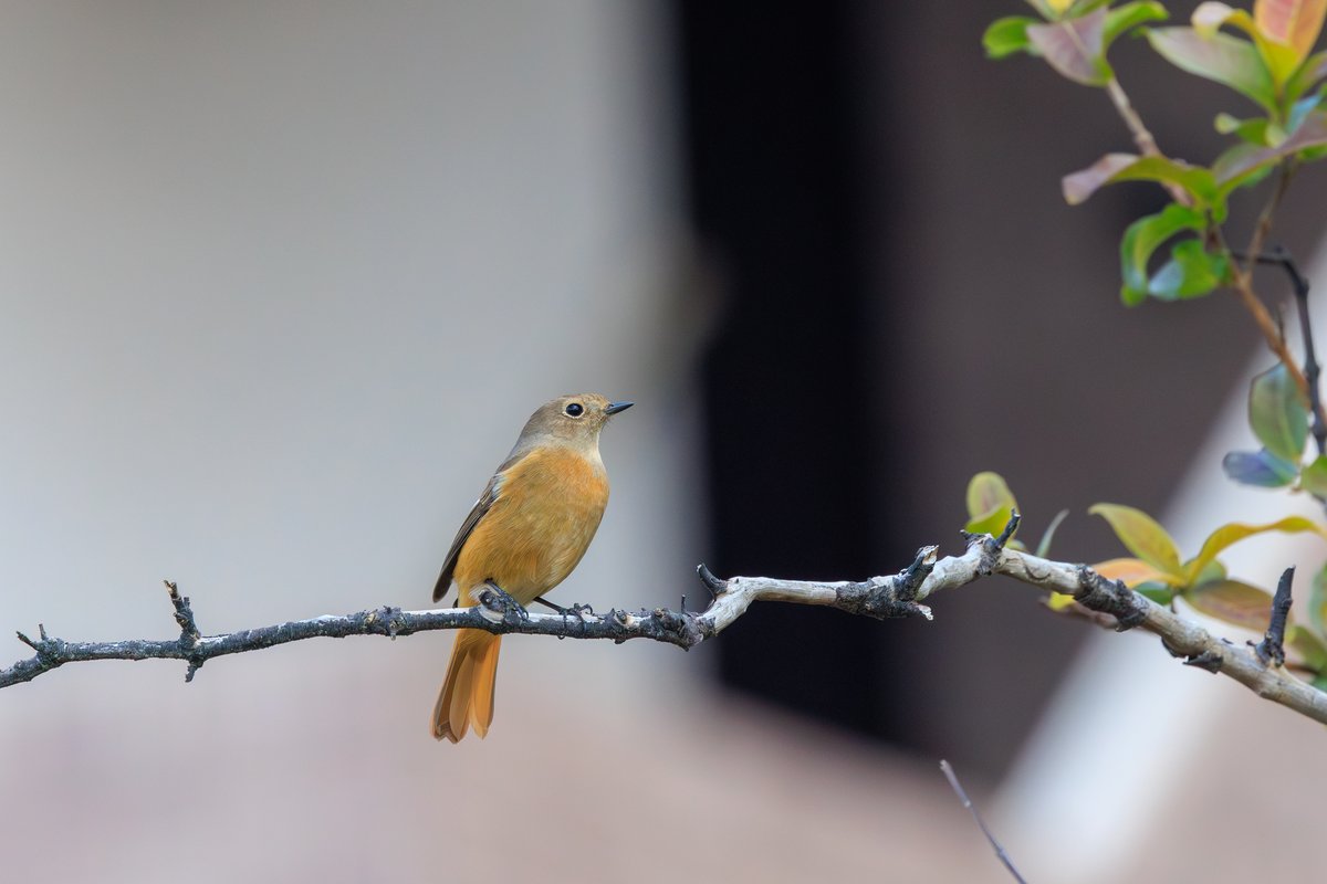 Daurian Redstart
