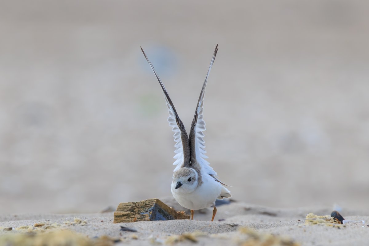 Piping Plover