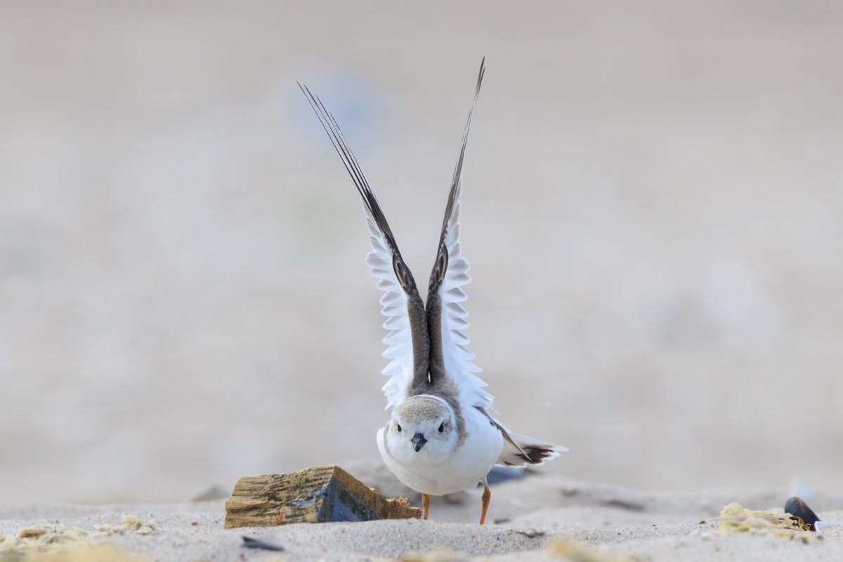 Piping Plover