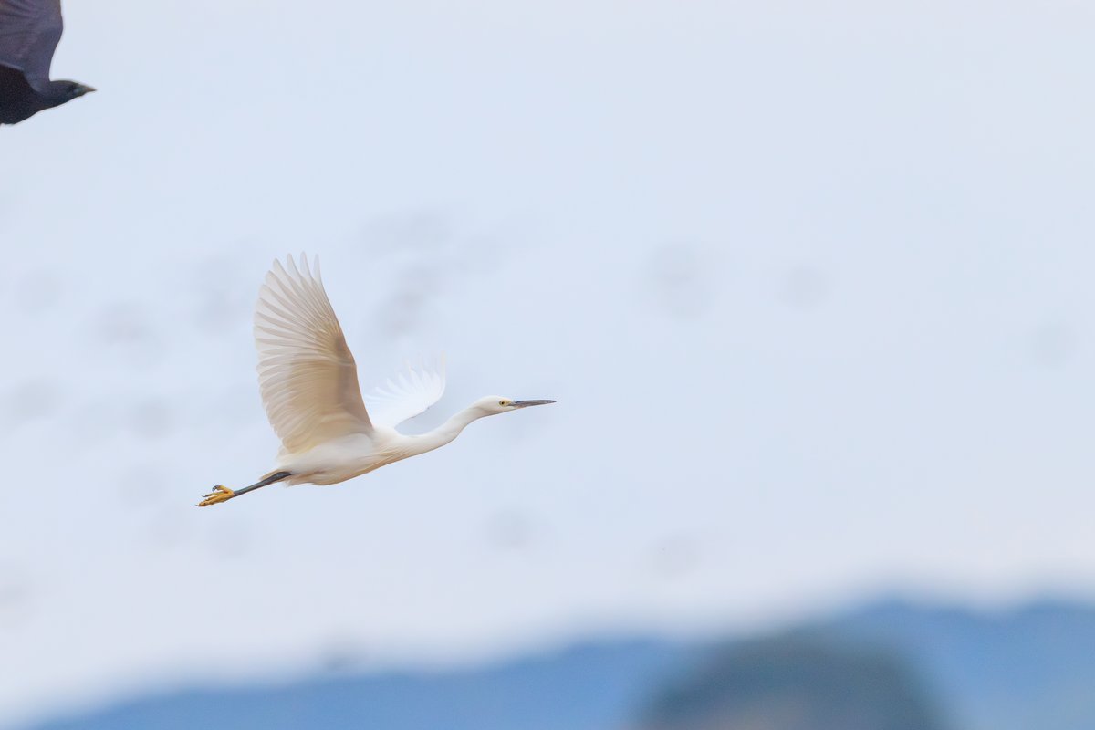 Little Egret