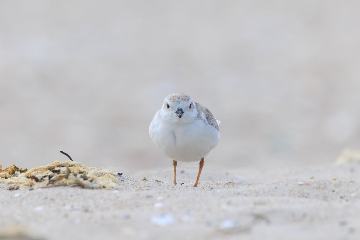Piping Plover