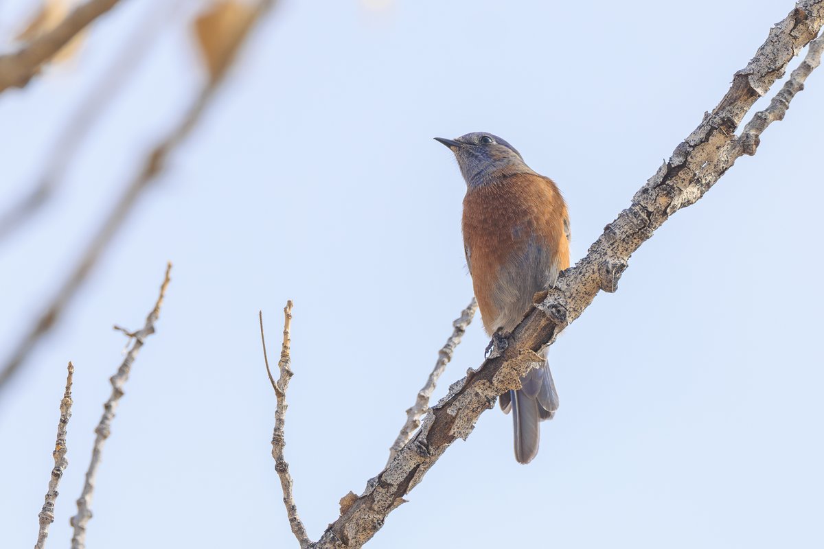 Western Bluebird