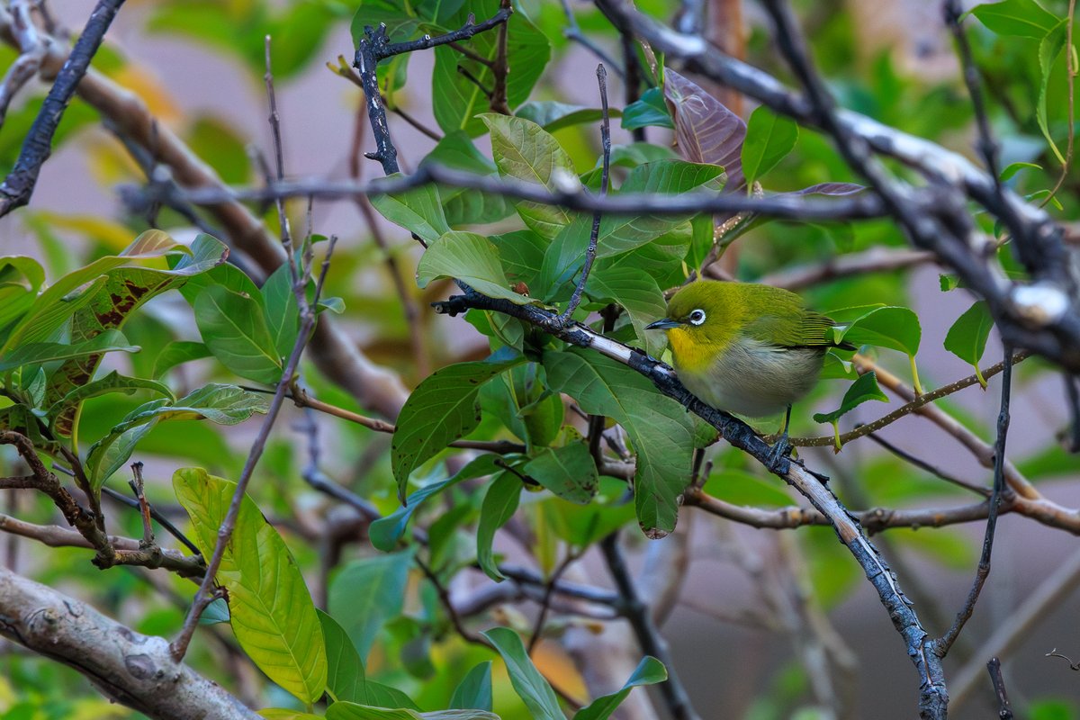 Japanese White-eye
