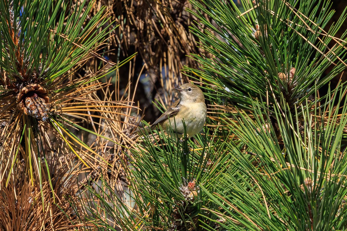 Yellow-rumped Warbler