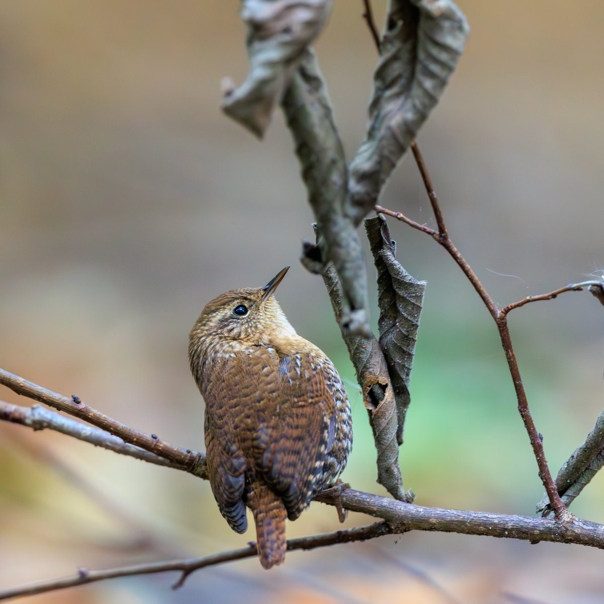 Winter Wren