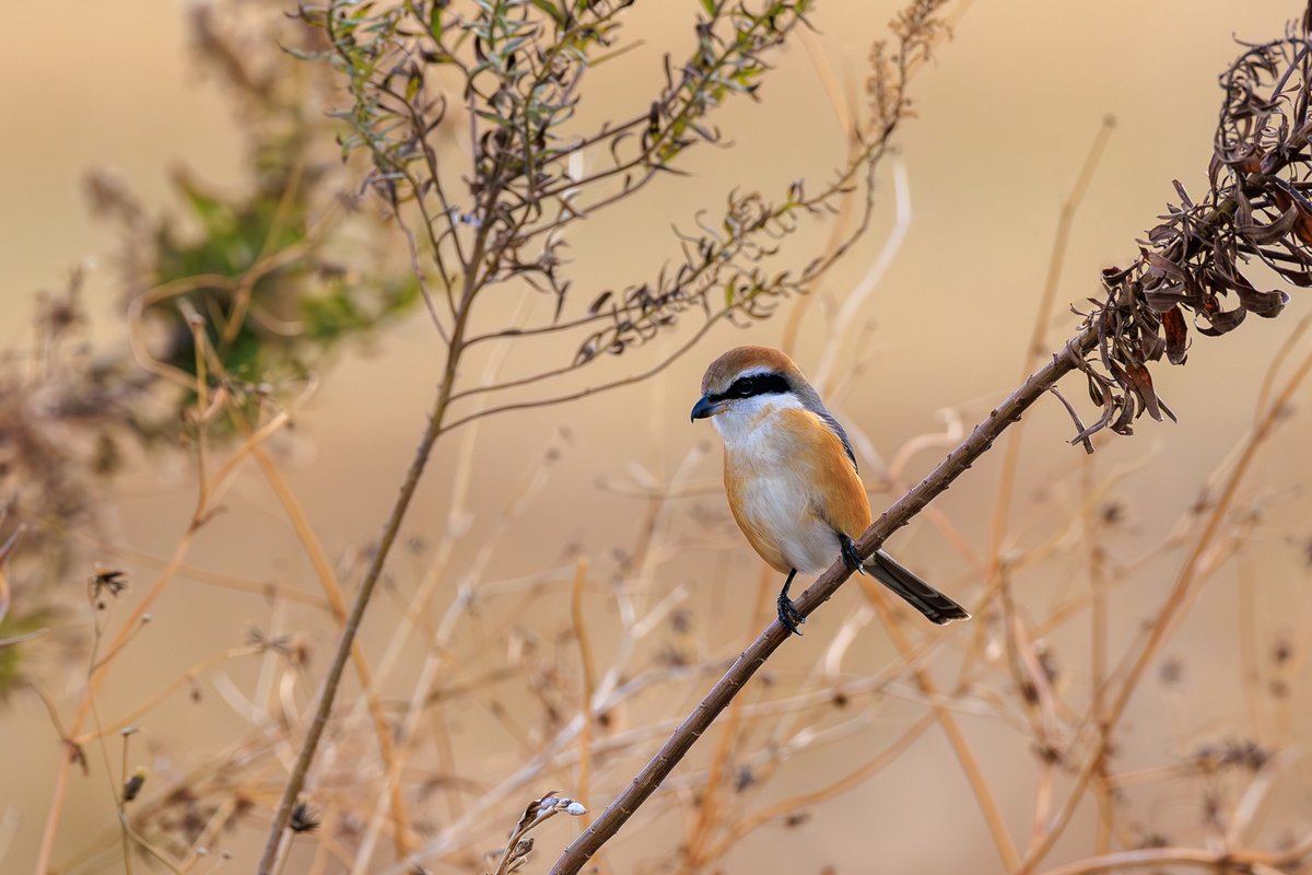 Bull-headed Shrike