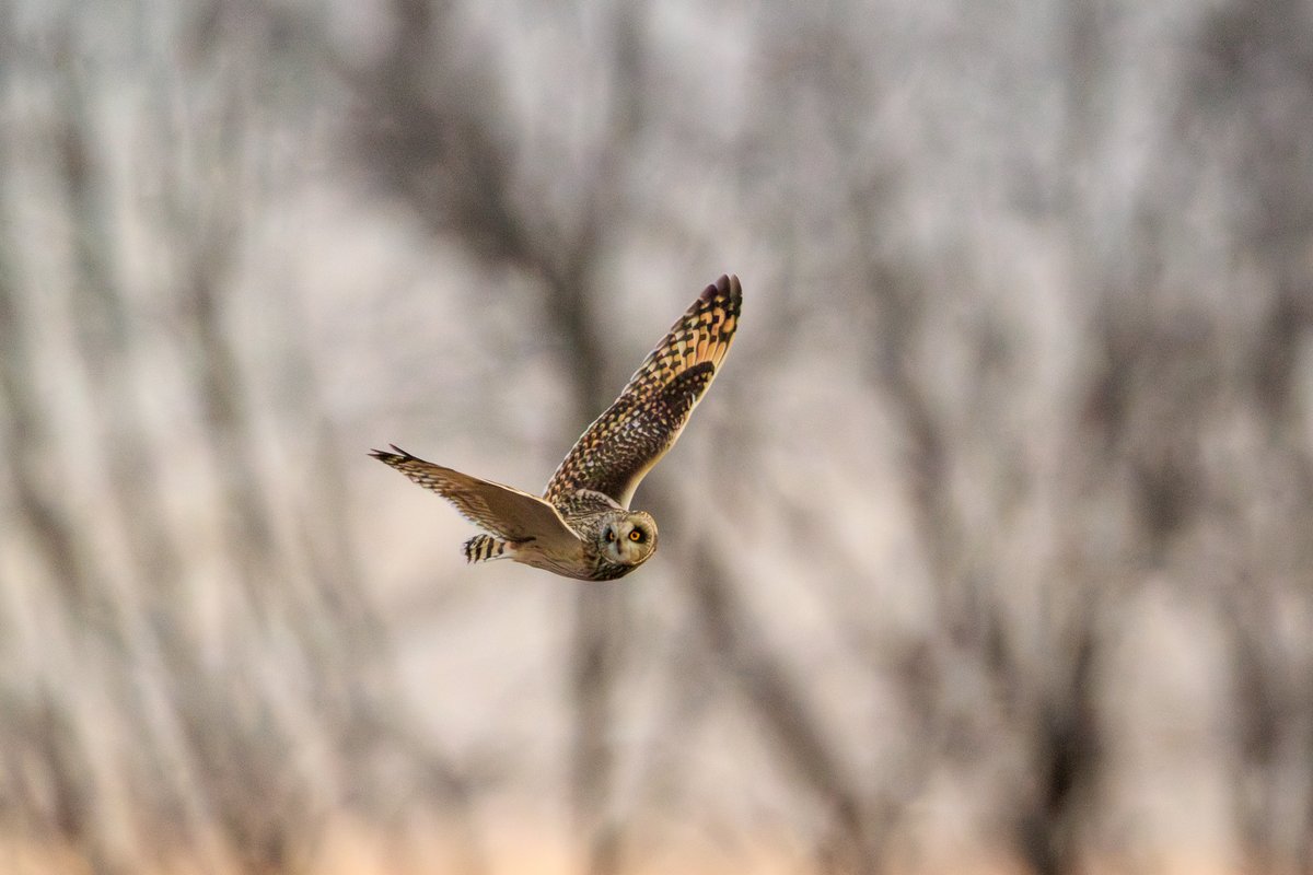 Short-eared Owl