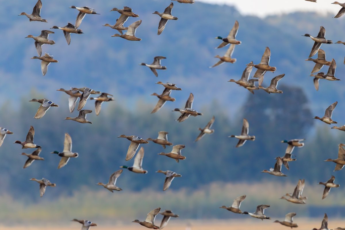 Mallard
