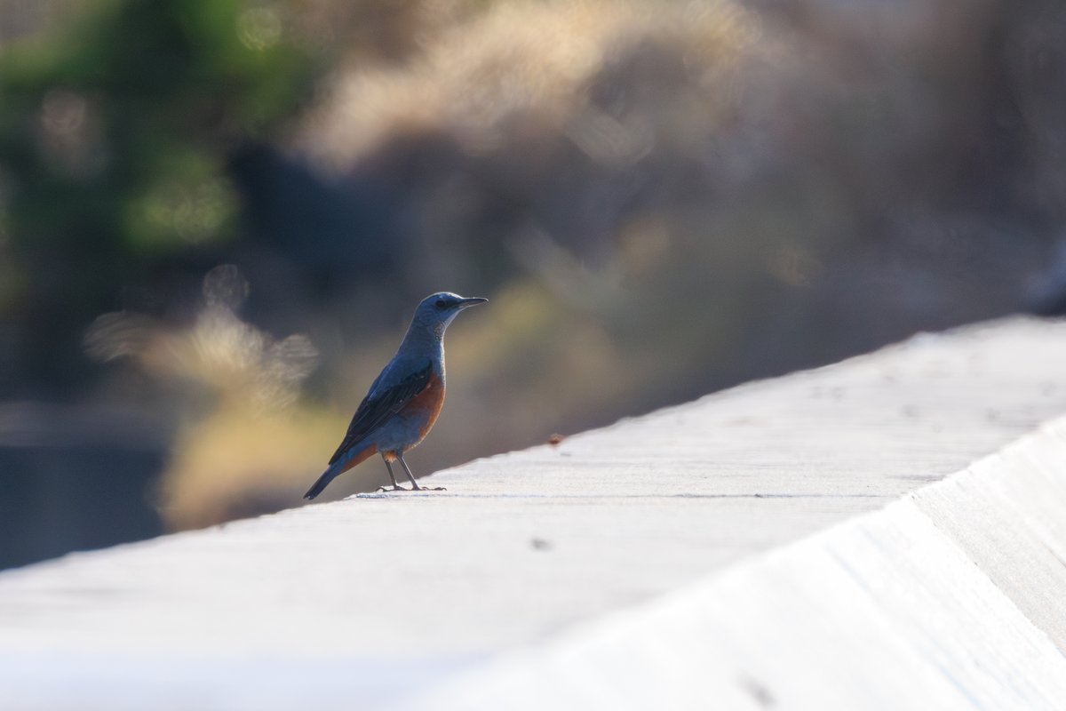 Blue Rock Thrush