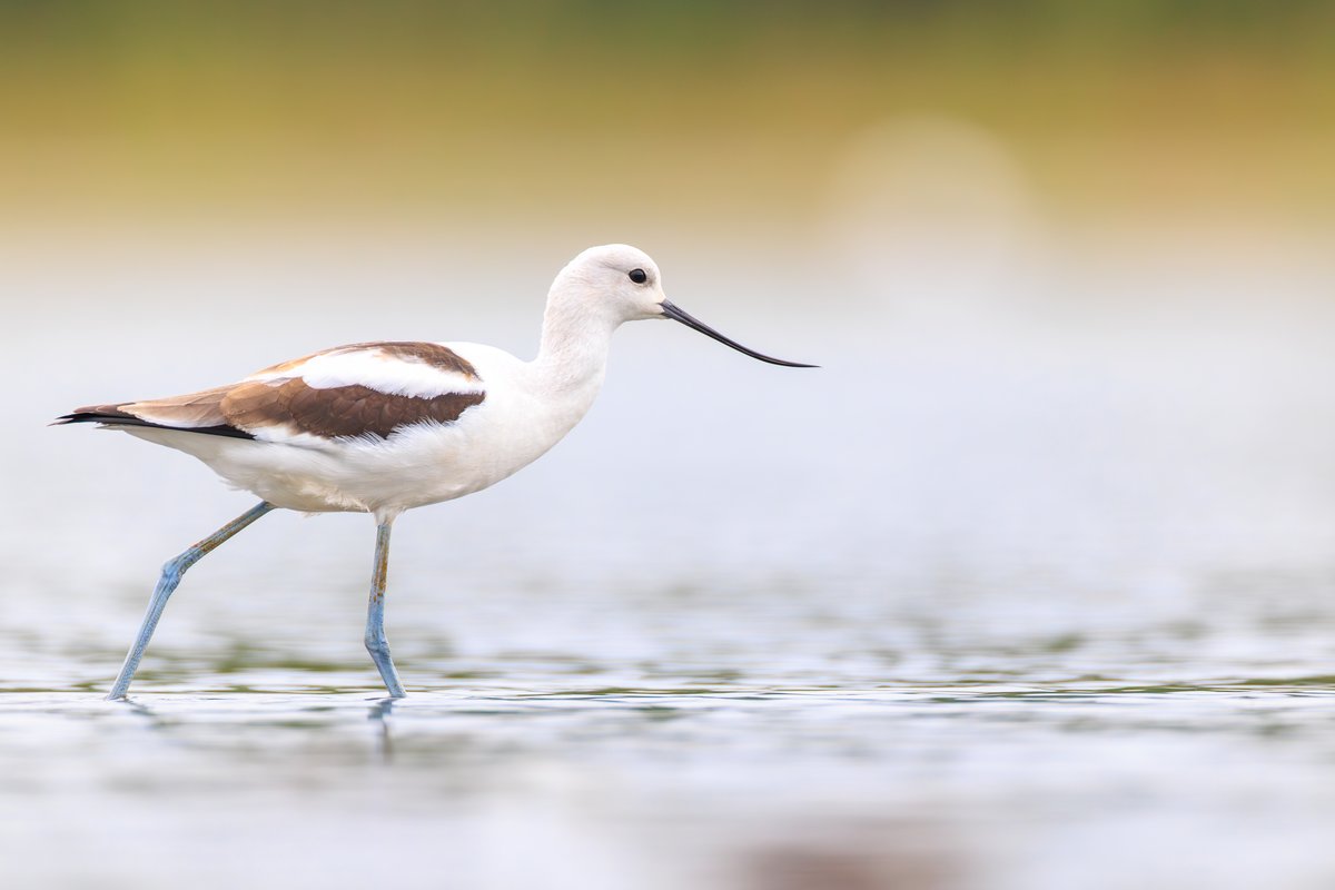 American Avocet