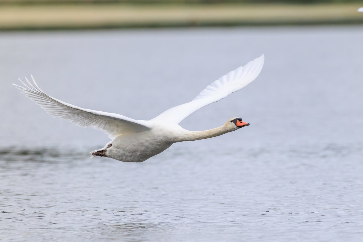 Mute Swan