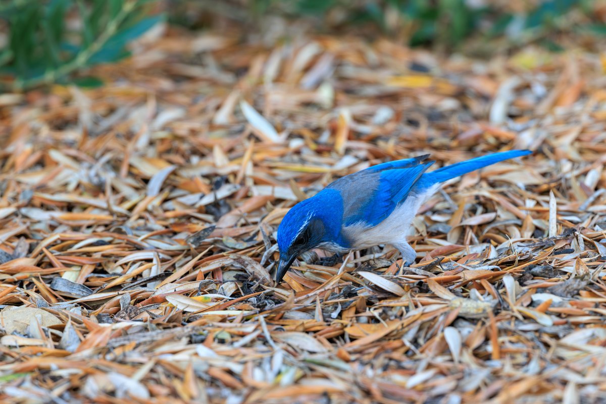 California Scrub-Jay