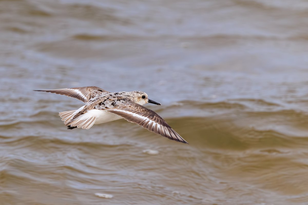 Semipalmated Sandpiper