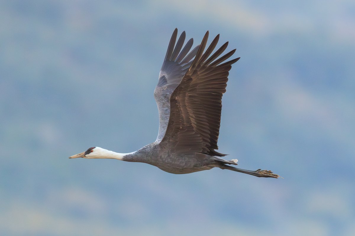 White-naped Crane