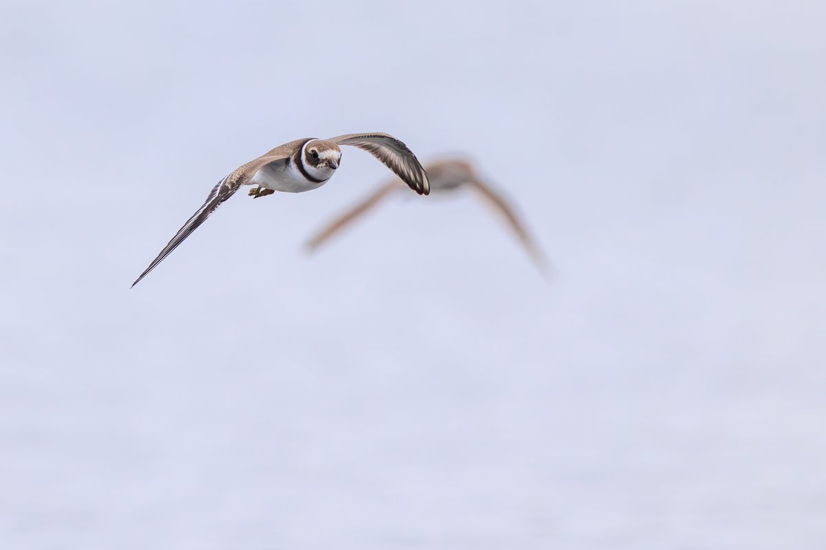 Semipalmated Plover
