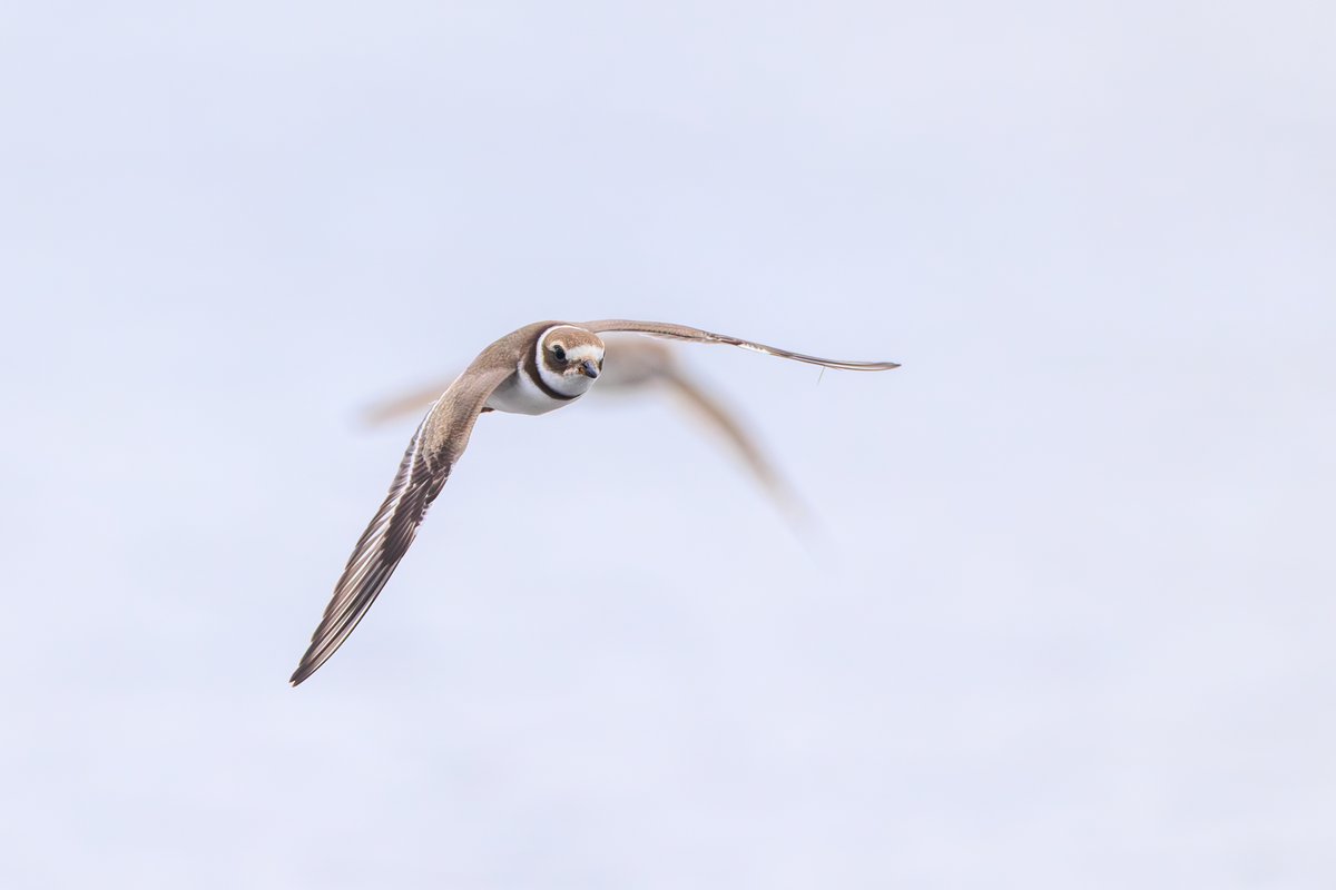 Semipalmated Plover