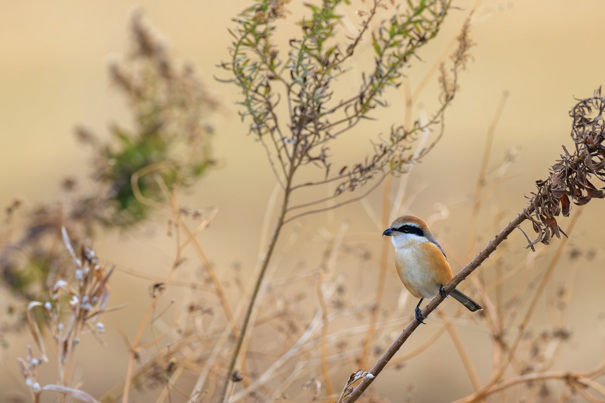 Bull-headed Shrike