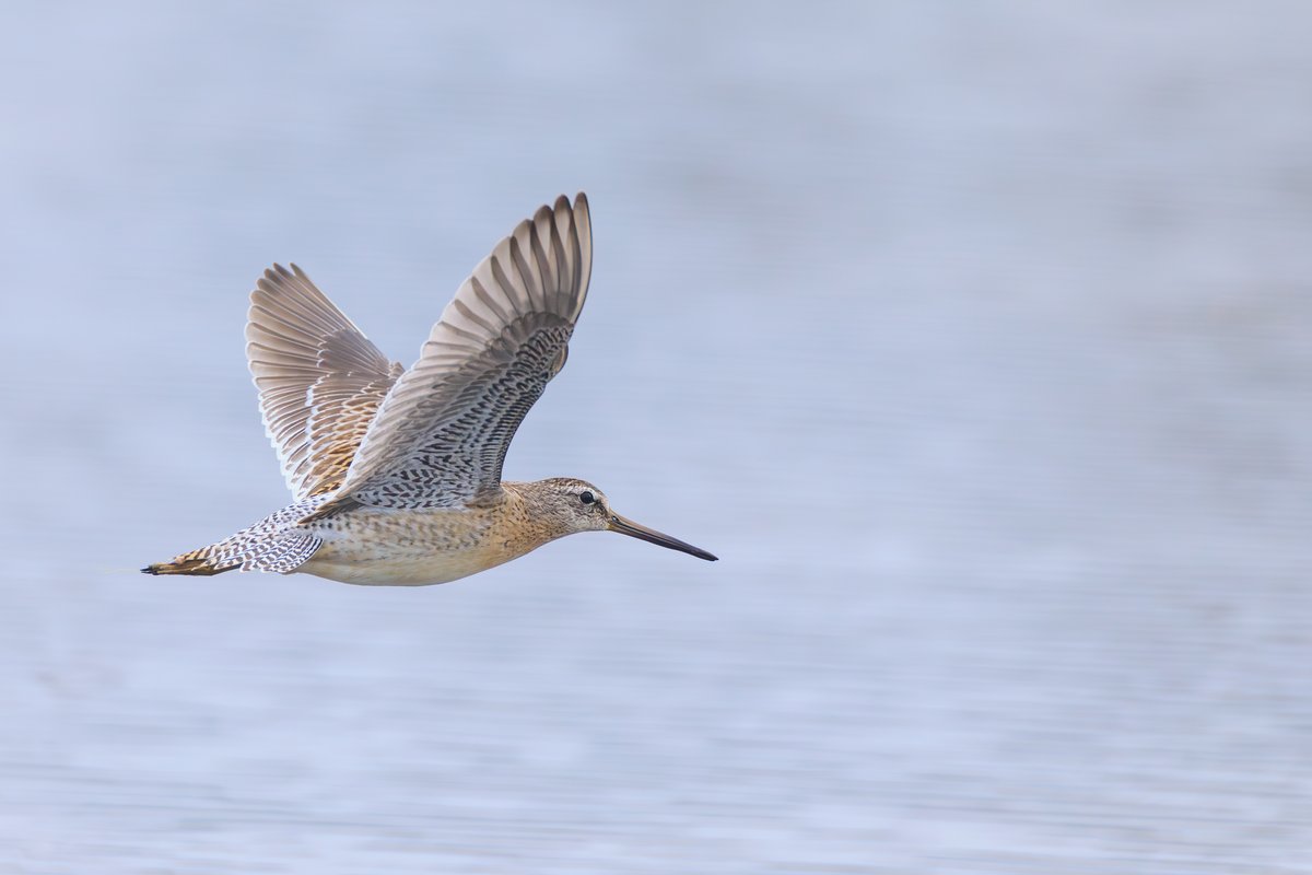 Short-billed Dowitcher