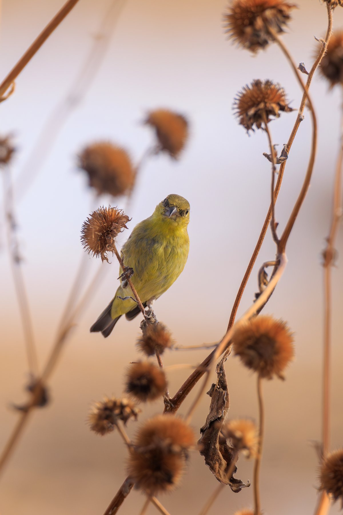 Lesser Goldfinch