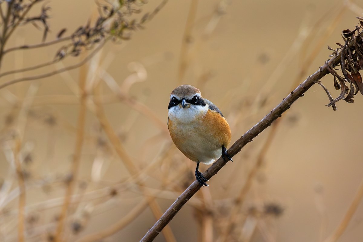 Bull-headed Shrike
