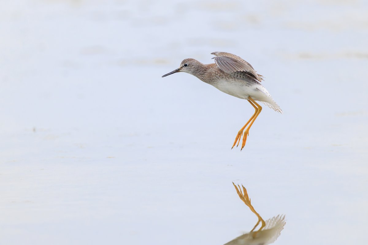 Lesser Yellowlegs