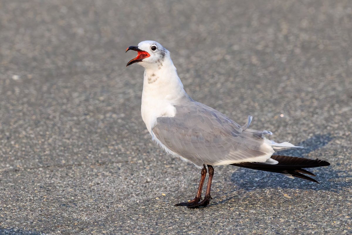 Laughing Gull