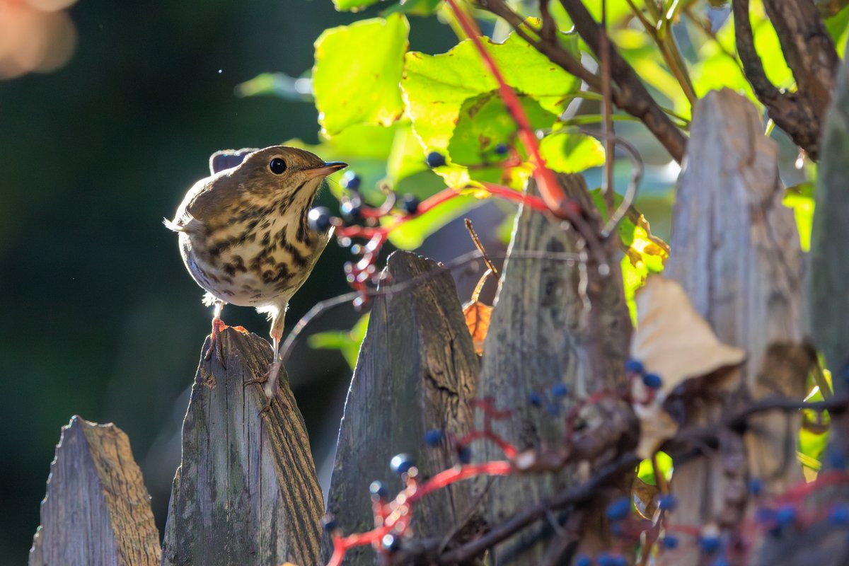 Hermit Thrush