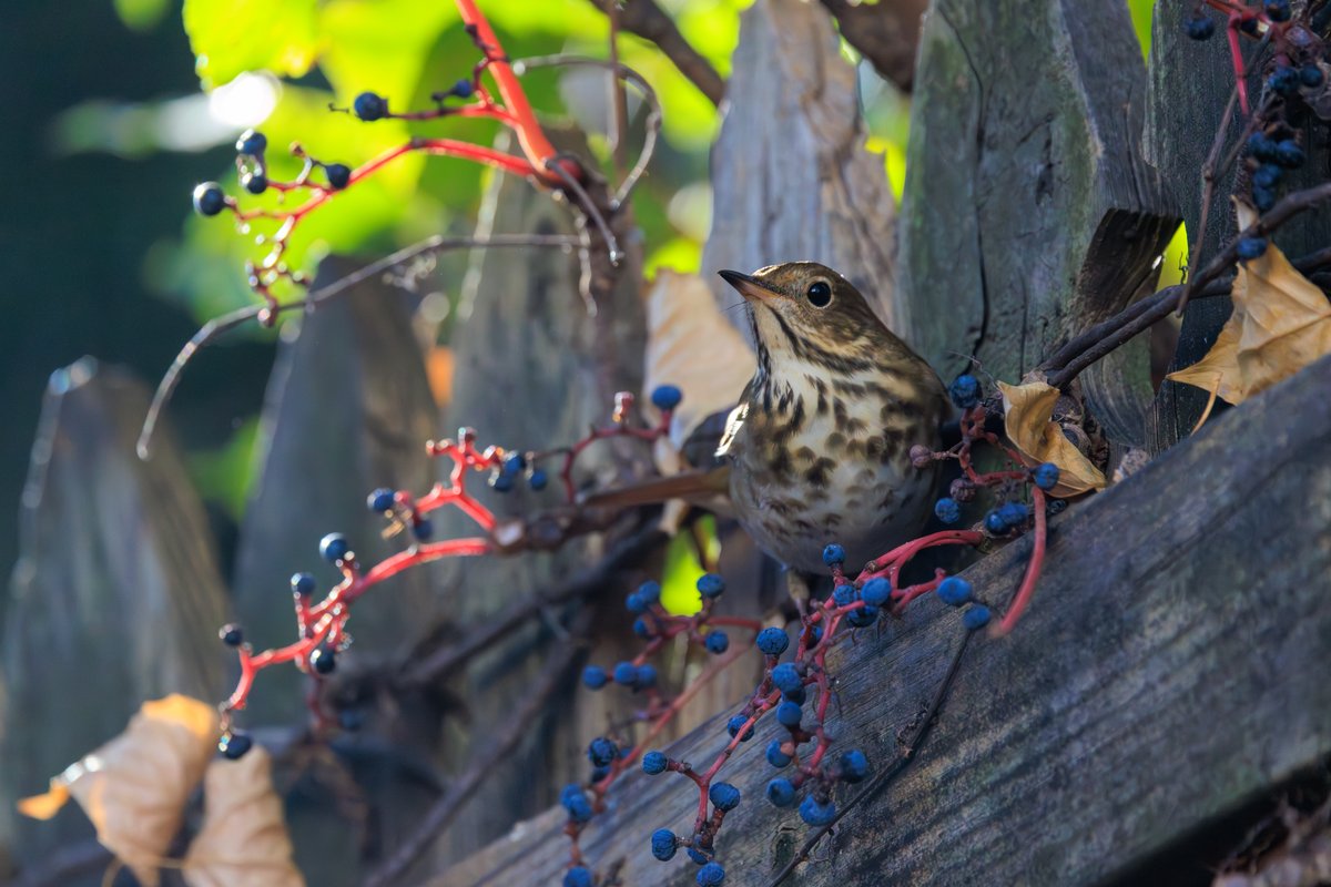 Hermit Thrush