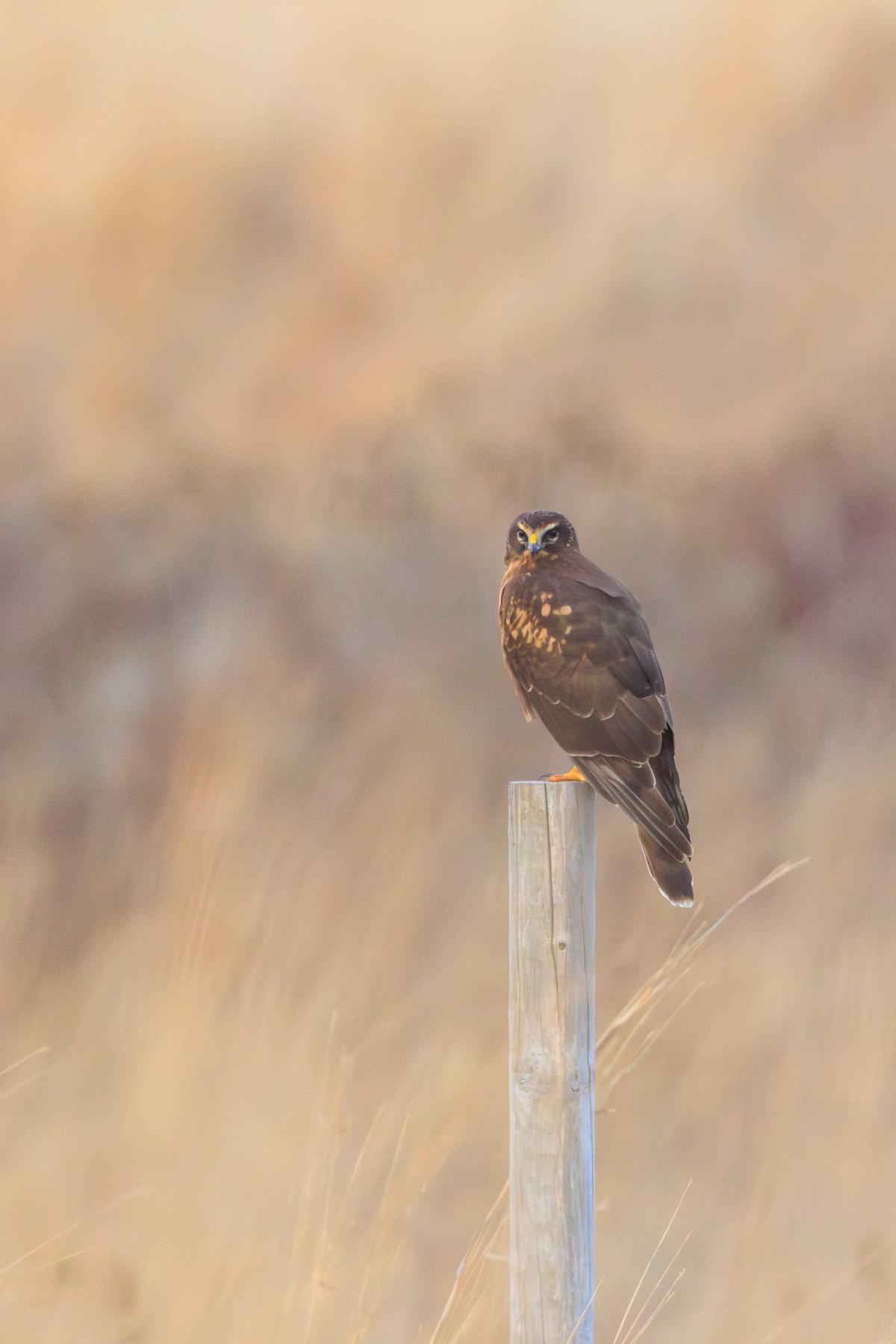 Northern Harrier
