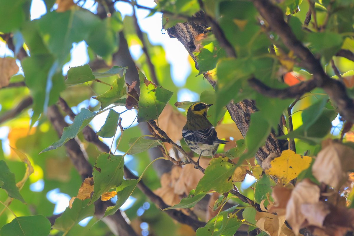 Townsend's Warbler