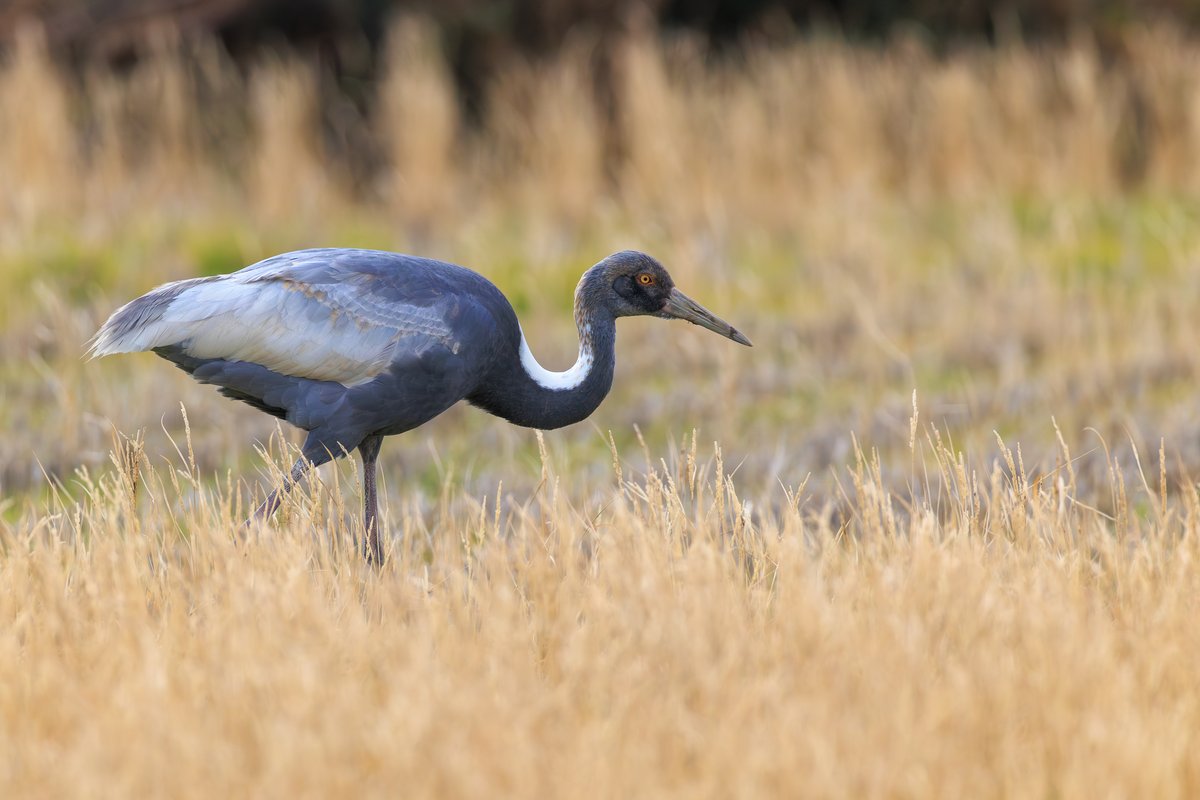 Common Crane