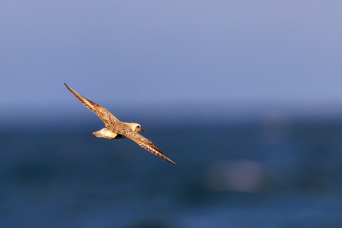 Black-bellied Plover
