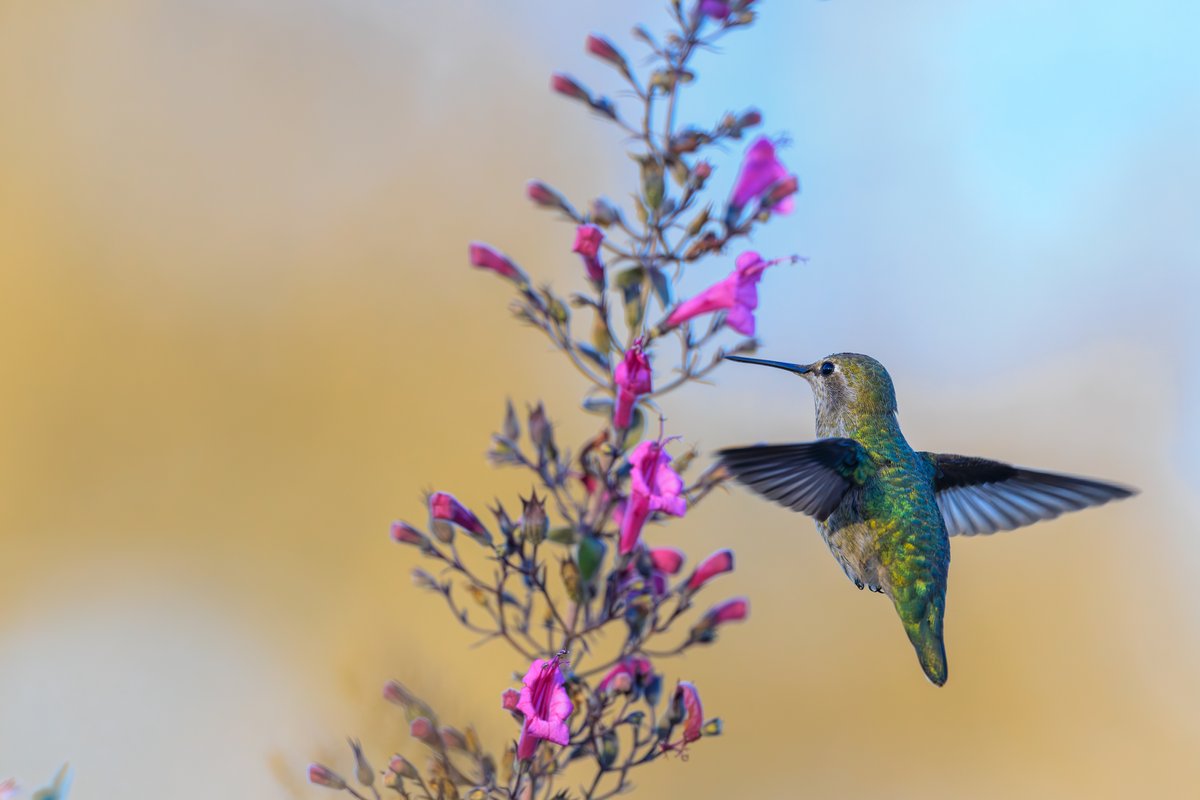 Anna's Hummingbird
