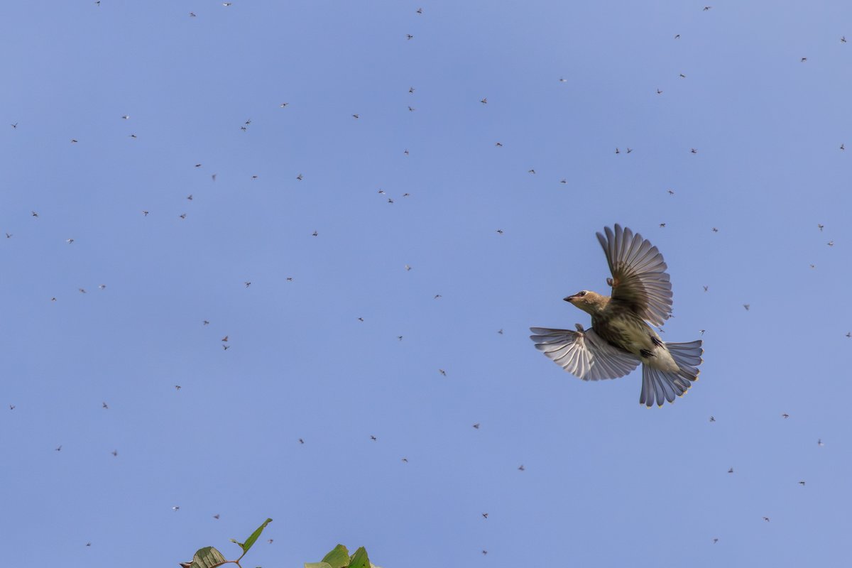 Cedar Waxwing