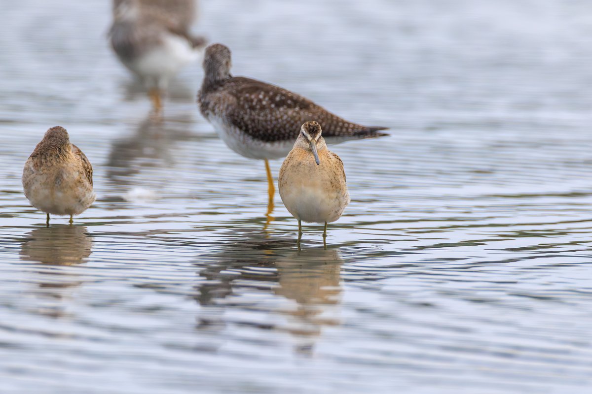 Short-billed Dowitcher