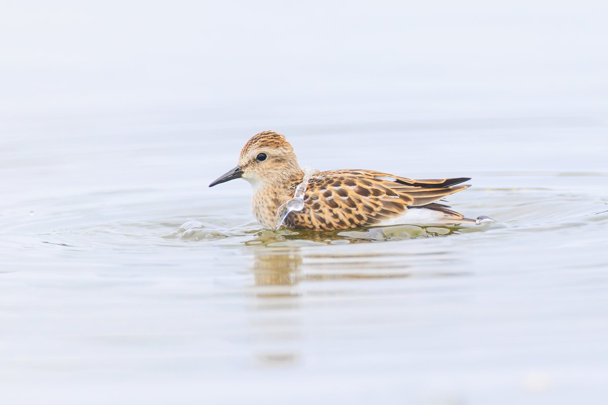 Least Sandpiper