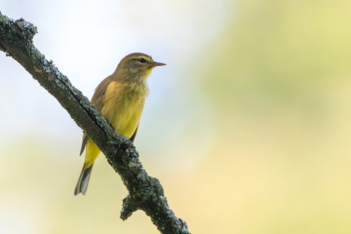 Palm Warbler