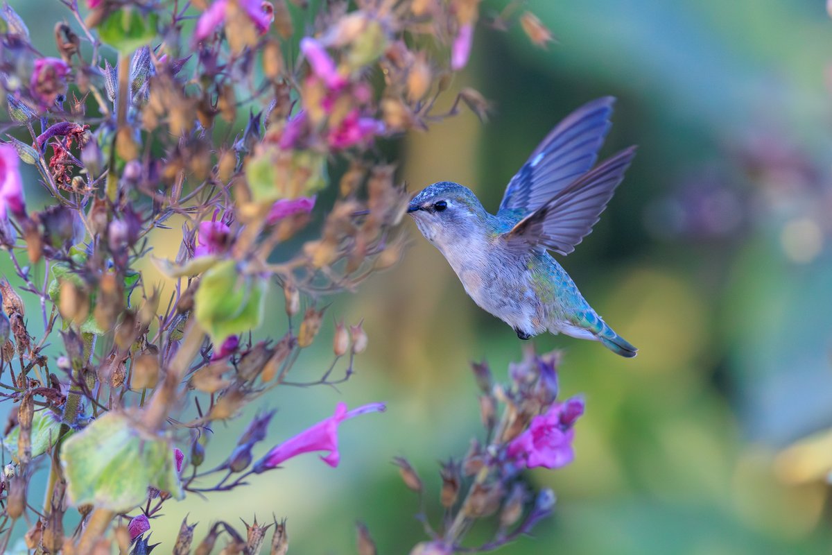 Anna's Hummingbird