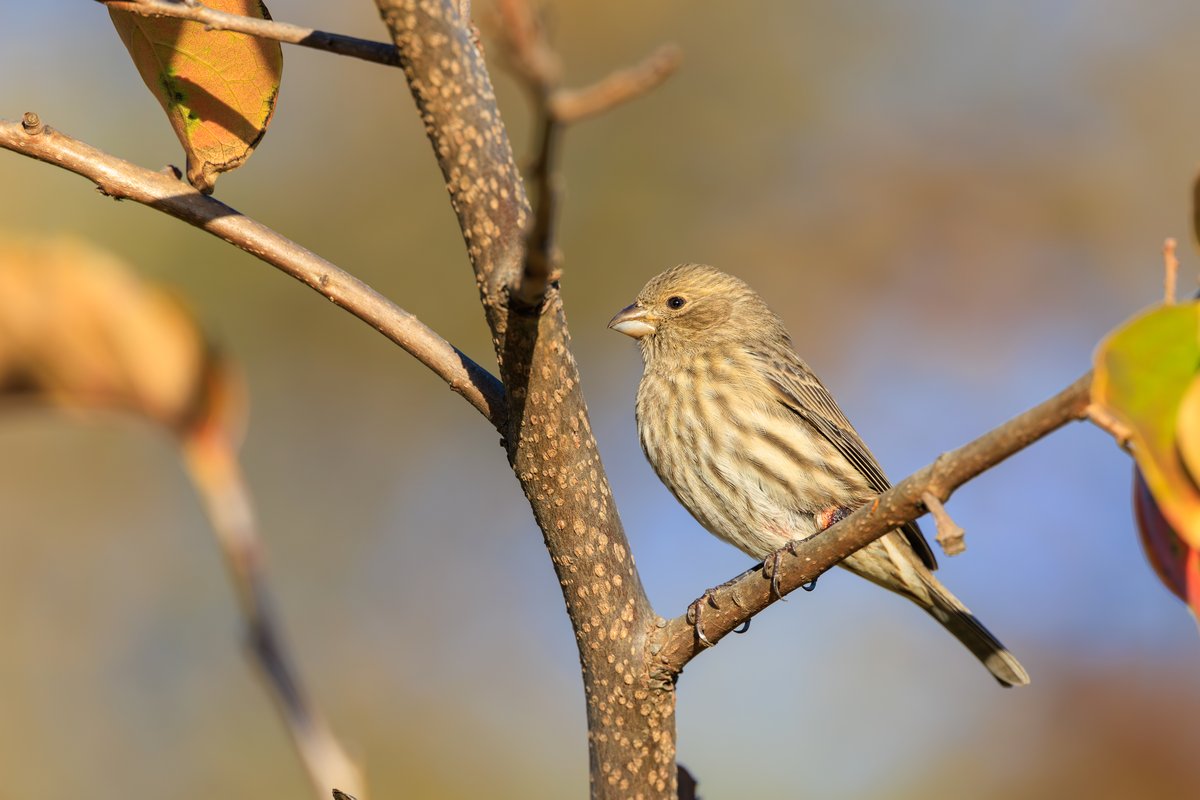 House Finch