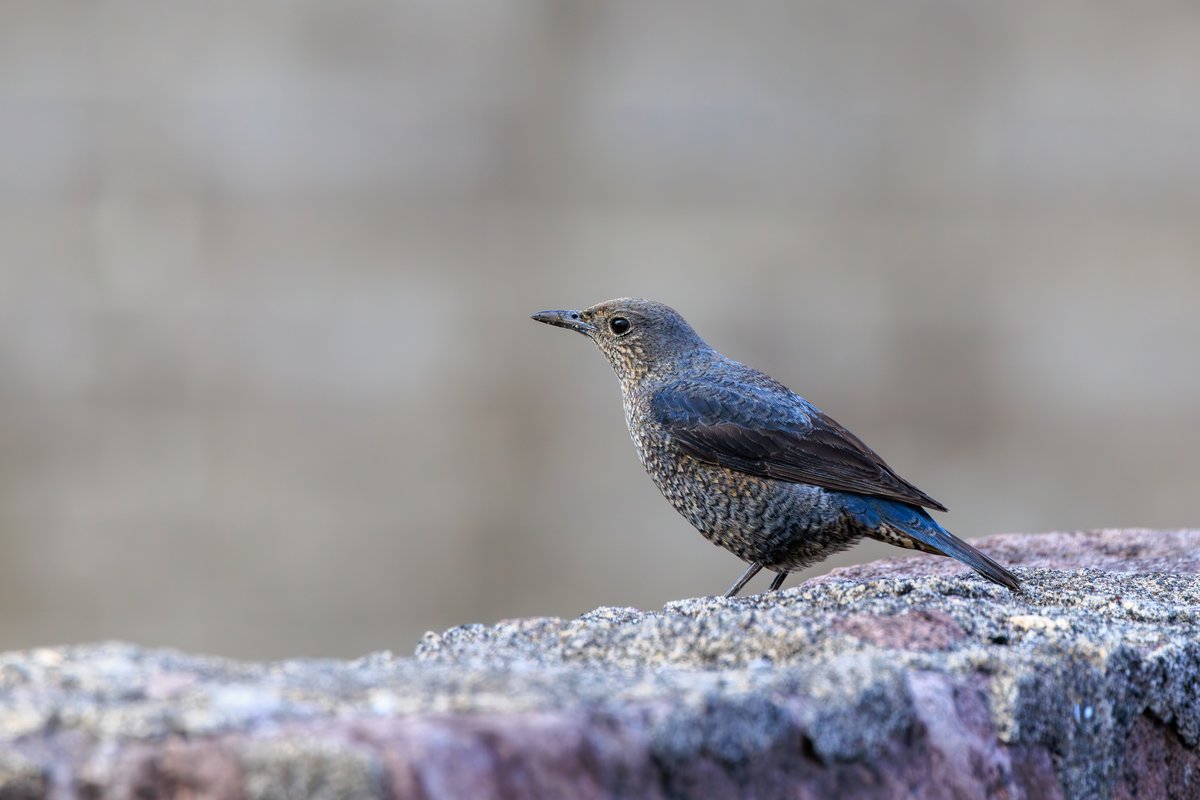 Blue Rock Thrush