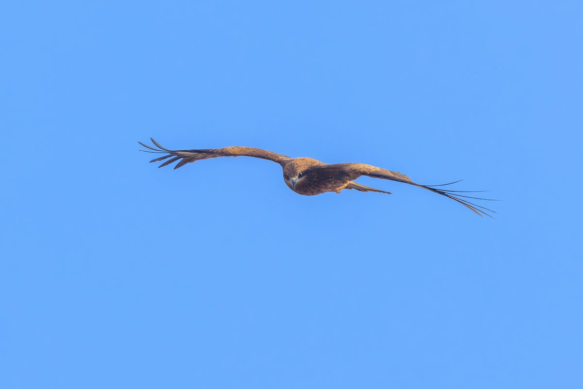 Black Kite