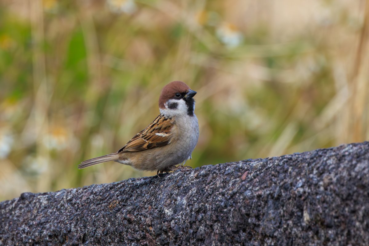 Eurasian Tree Sparrow