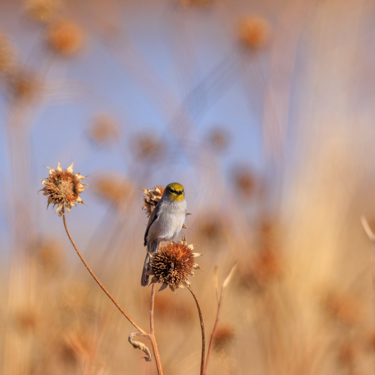 Verdin