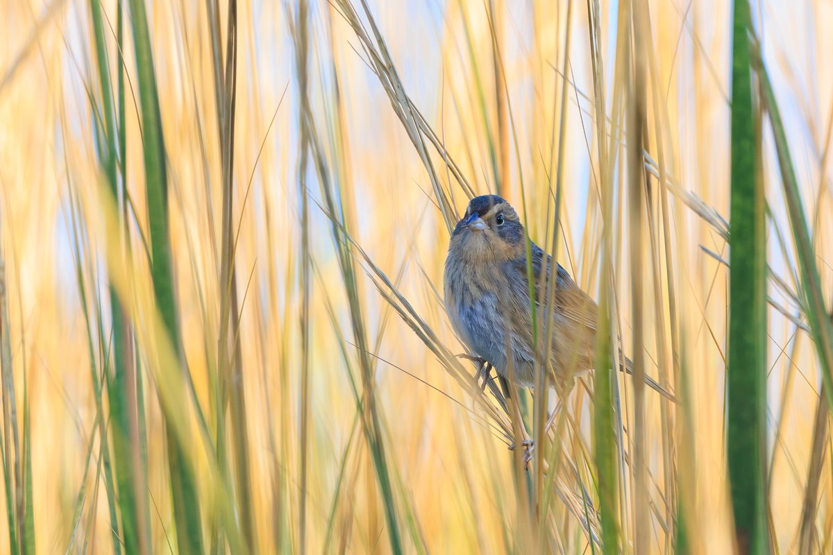 Nelson's Sparrow