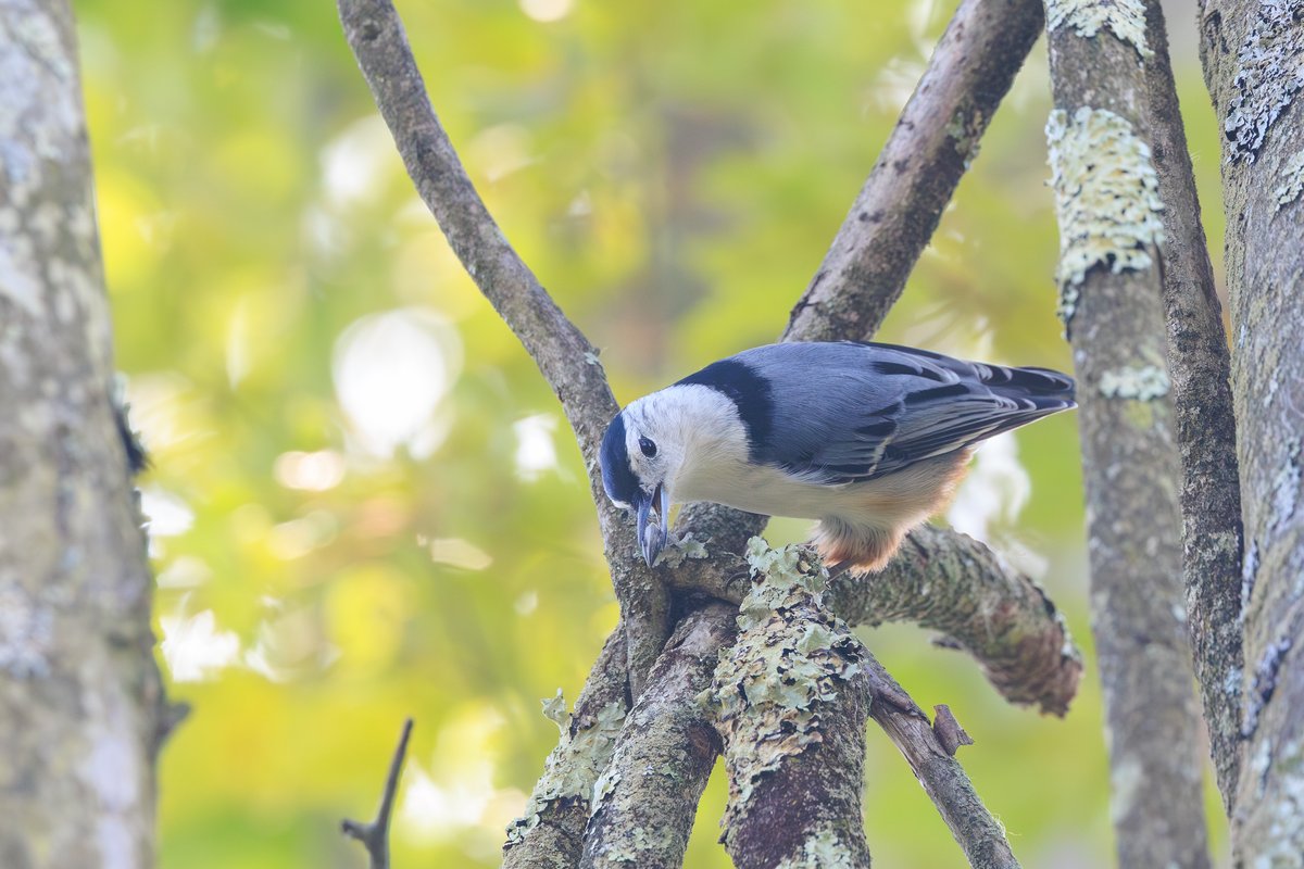 White-breasted Nuthatch