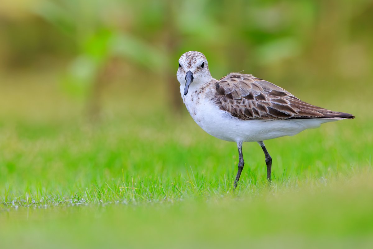 Semipalmated Sandpiper