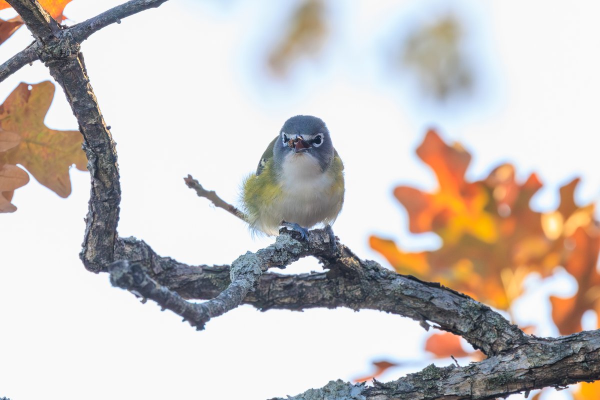 Blue-headed Vireo