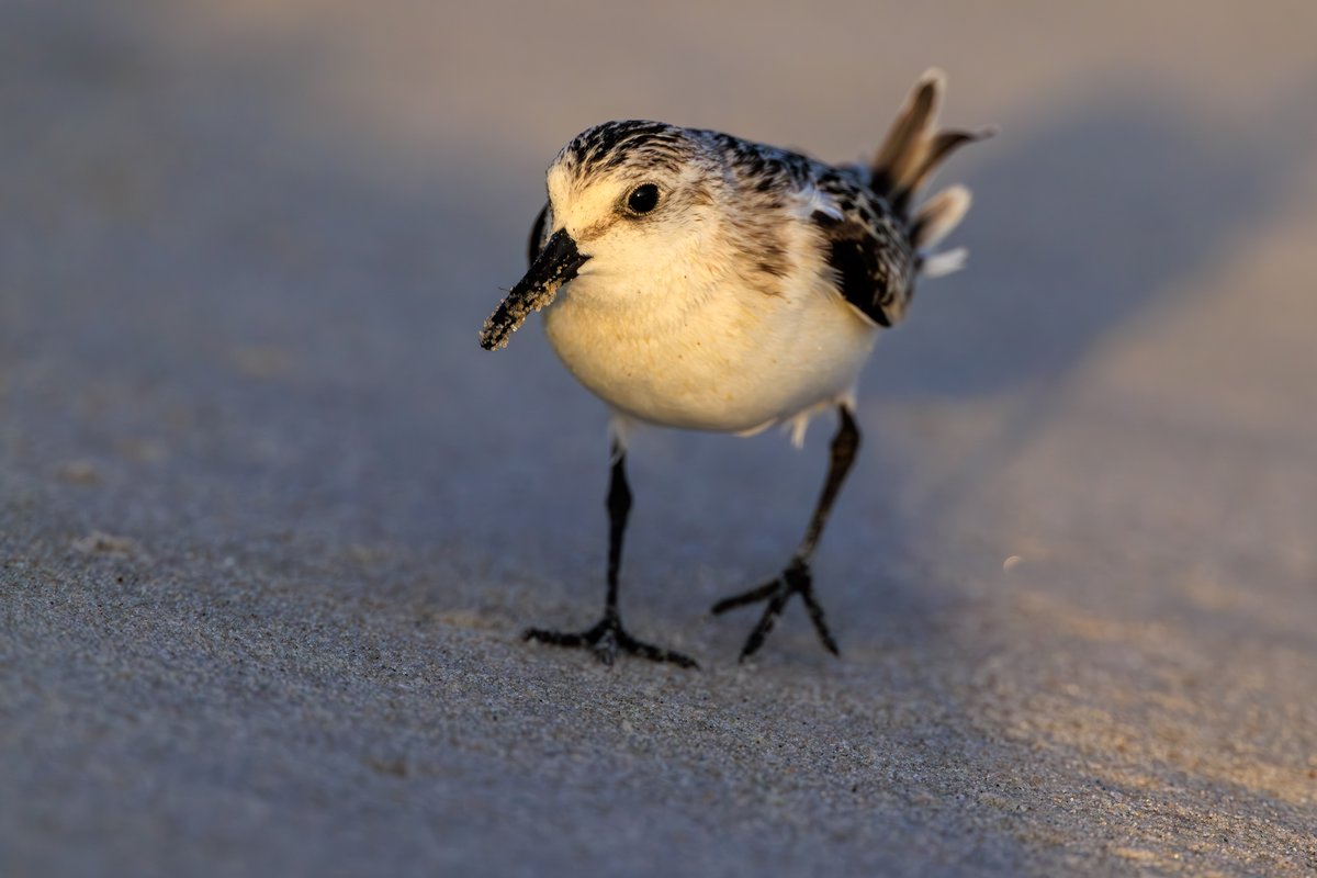 Semipalmated Sandpiper